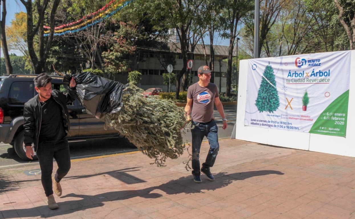 Inicia Alcaldía Benito Juárez acopio de árboles de navidad