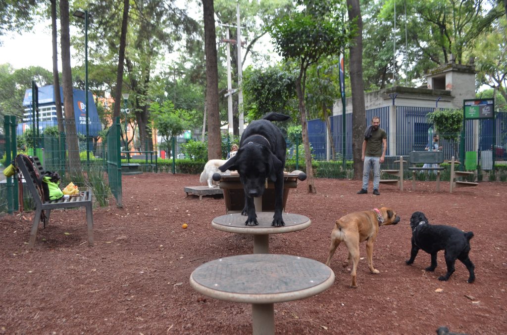 Promueve Alcaldía Benito Juárez tenencia responsable de animales de compañía