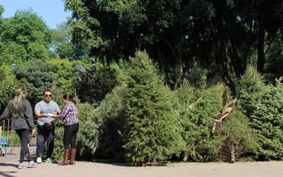 Benito Juárez inicia acopio de árboles de navidad