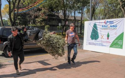 Inicia Alcaldía Benito Juárez acopio de árboles de navidad