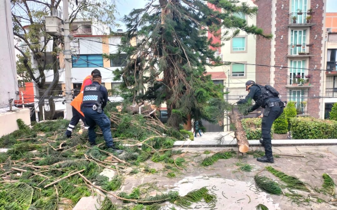 Atienden elementos de Blindar BJ y Protección Civil de Benito Juárez caída de árboles por fuertes ráfagas de viento