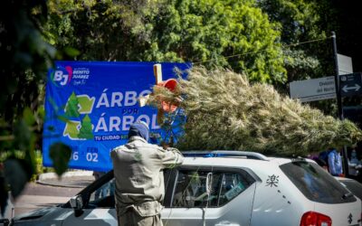 La alcaldía Benito Juárez recolecta más de 600 árboles de Navidad en cuatro días del programa “Árbol por Árbol tu Ciudad Reverdece 2025”