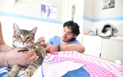 79 perros y gatos fueron esterilizados en la jornada gratuita de esterilización masiva de la alcaldía Benito Juárez