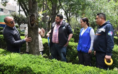 Alcaldía Benito Juárez inicia verificación de árboles en riesgo en parques públicos