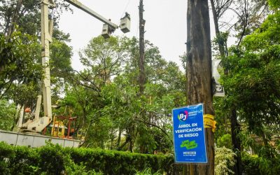 Inicia Alcaldía Benito Juárez trabajos de poda y derribo de árboles en riesgo