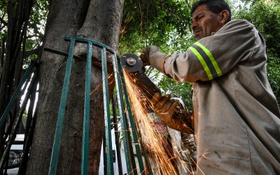 Alcaldía Benito Juárez retira estructuras que dañan arbolado en la colonia Del Valle Centro