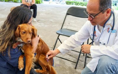 Alcaldía Benito Juárez culmina con éxito la semana de vacunación antirrábica