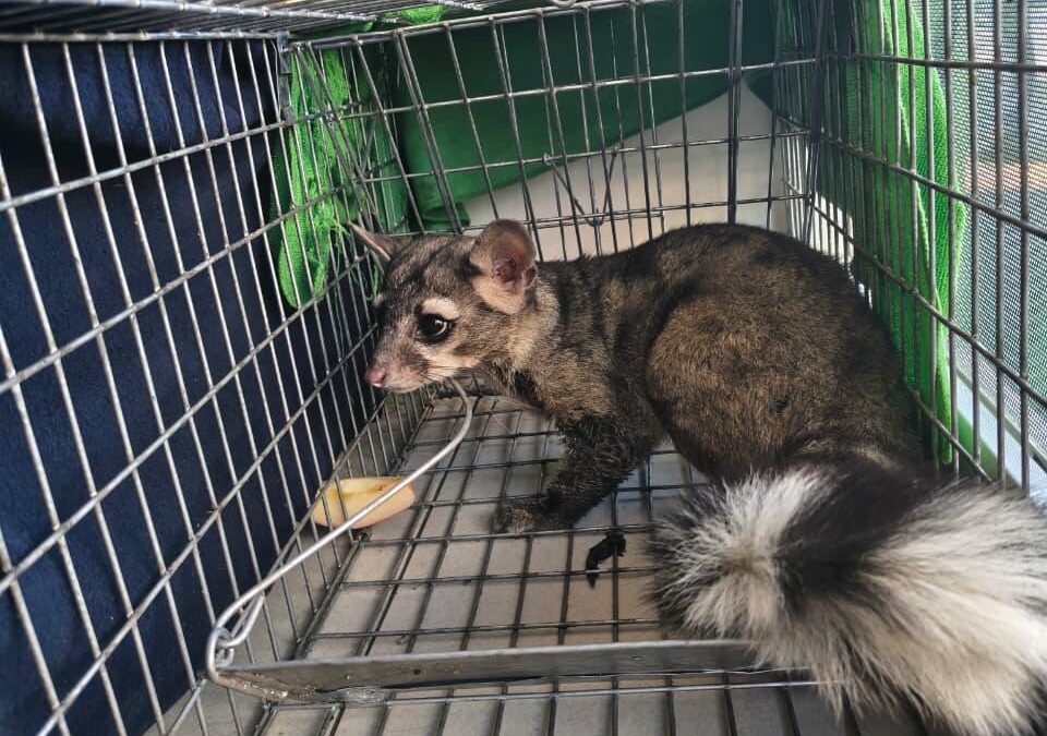 Rescata Protección Civil de Benito Juárez a seres sintientes