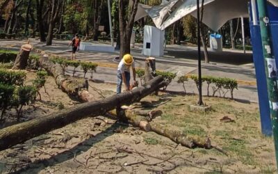 Alcalde Luis Mendoza refuerza su compromiso con el medioambiente y consolida a Benito Juárez como una alcaldía verde